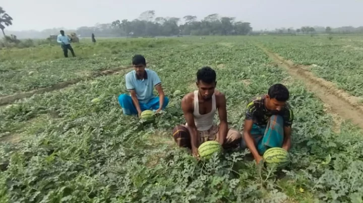 পটুয়াখালীর দশমিনা উপজেলায় তরমুজ চাষে কৃষকদের স্বপ্নপূরণ, লাভের আশা