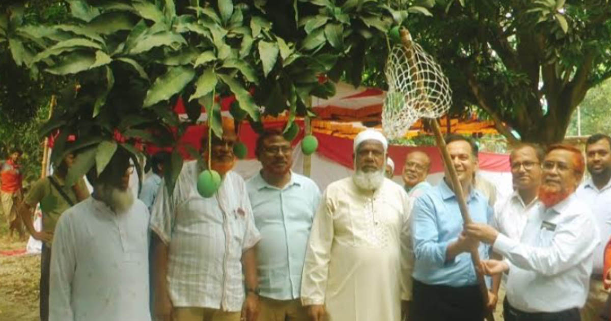 চুয়াডাঙ্গায় আম সংগ্রহের মৌসুম শুরু, ১৫০ কোটি টাকার বেচাকেনার আশা