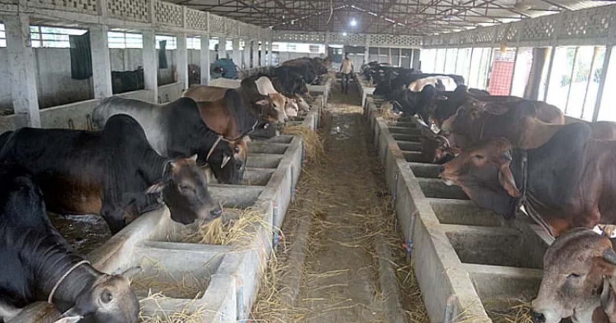 সন্দ্বীপে কোরবানির পশু প্রস্তুত ৮৫ হাজার, এবার চাহিদার চেয়ে সরবরাহ বেশি