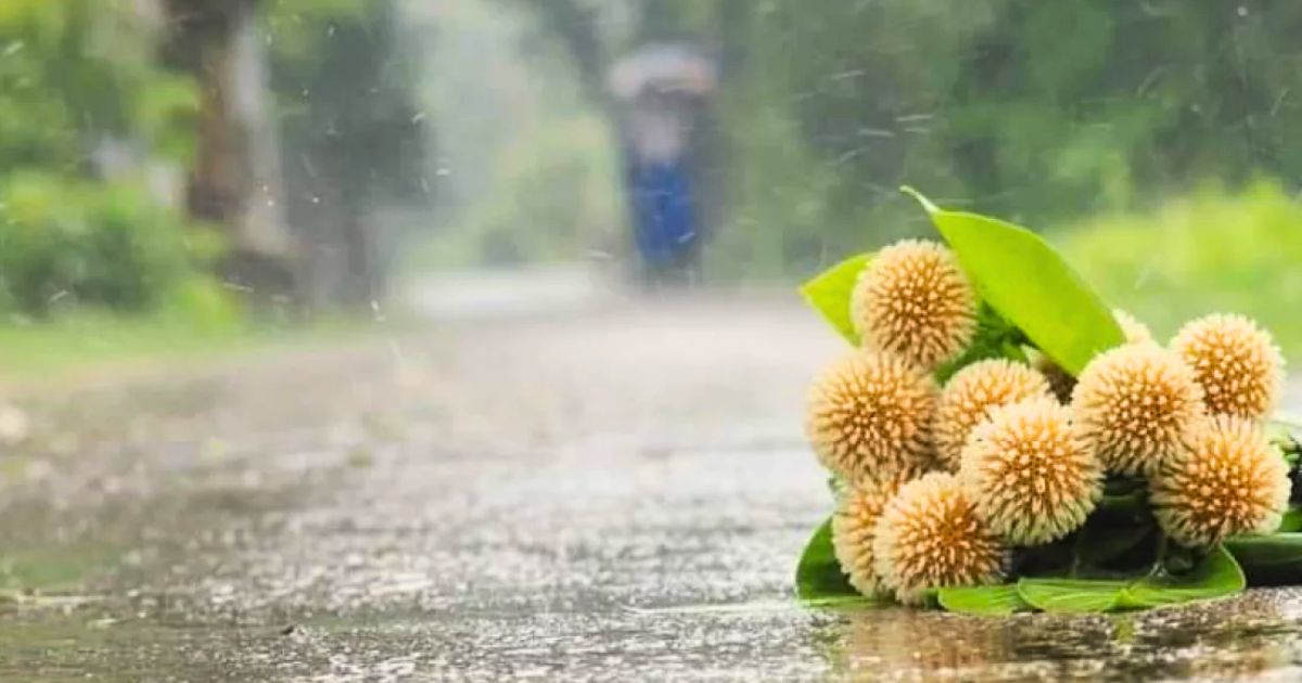 বর্ষার প্রথম দিন আজ: বাংলা বর্ষপঞ্জির এক গুরুত্বপূর্ণ ঋতু