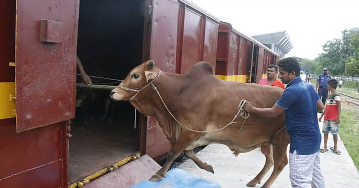 কোরবানির ঈদে গরু পরিবহনে রেলওয়ের ক্যাটল স্পেশাল ট্রেন