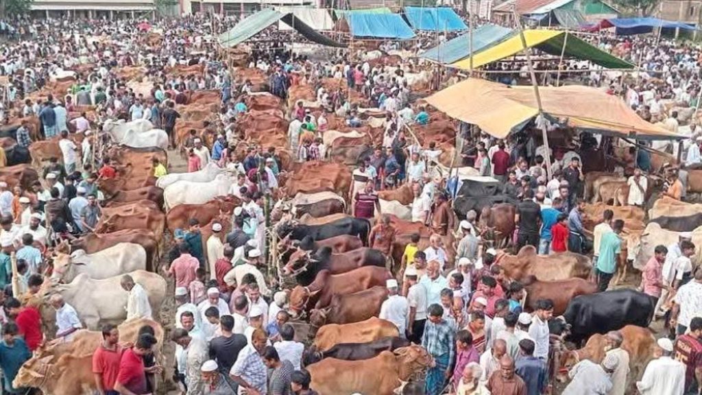 ঈদুল আজহা সামনে, ফেনীর হাটগুলোতে জমে উঠেছে কোরবানির প্রস্তুতি