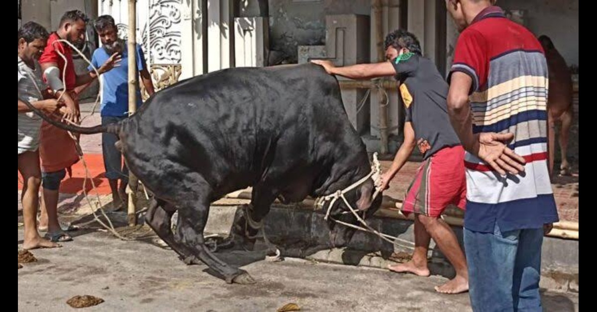 পশুর লাথিতে ও কোরবানি দিতে গিয়ে দুই দিনে ৬৪১ জন আহত; ৪৩৪ ছেড়েছেন হাসপাতাল, ২০৭ ভর্তি