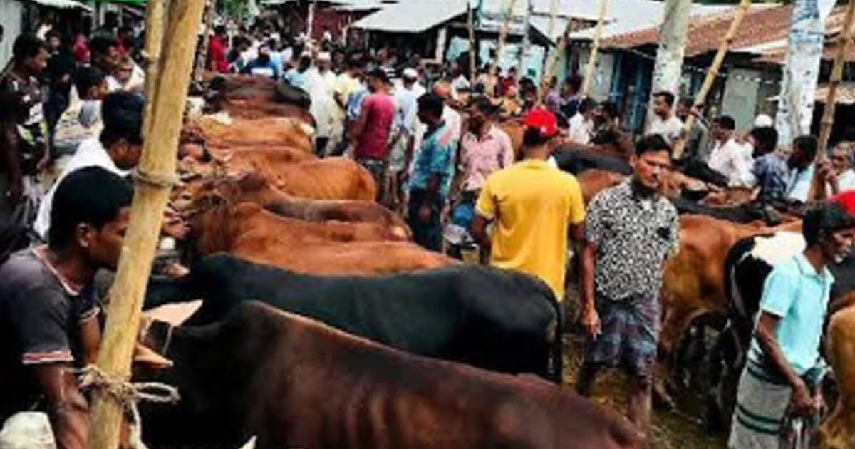 পবিত্র ঈদুল আজহার আগে সন্দ্বীপে কোরবানির পশুর হাট জমে উঠেছে