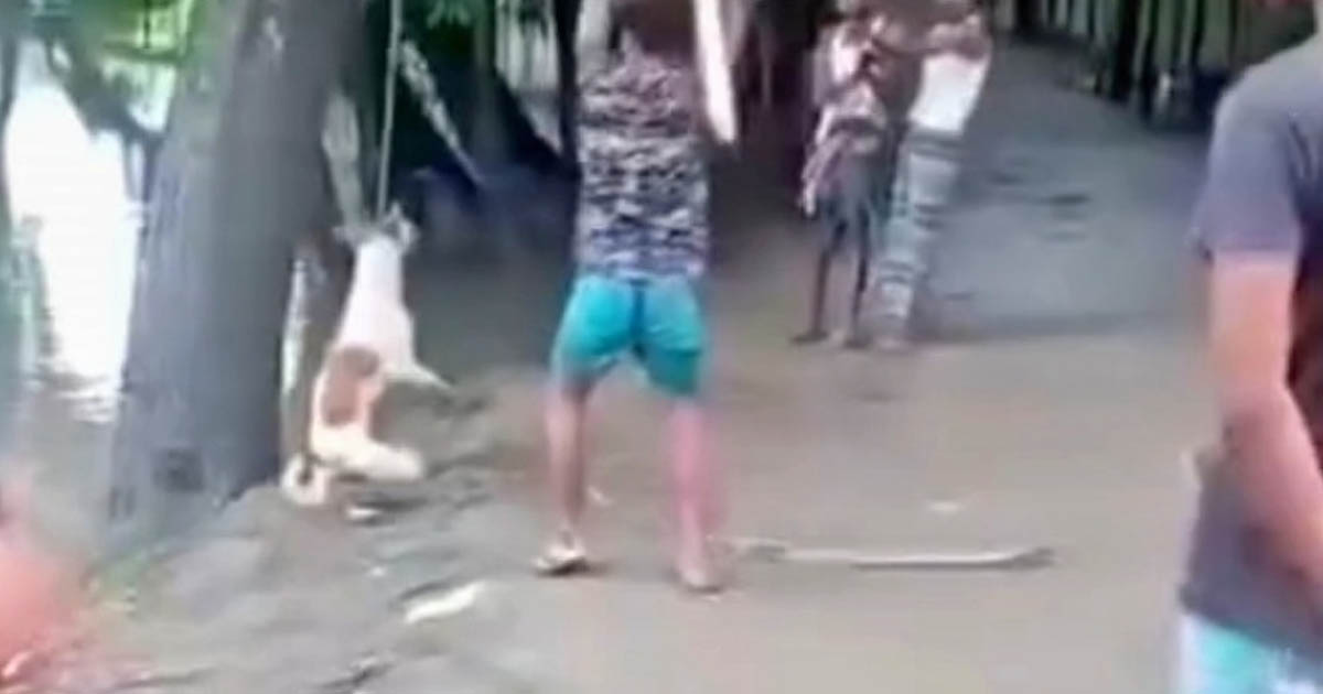 বরিশালের বাকেরগঞ্জে কুকুরকে গলায় ফাঁস দিয়ে পিটিয়ে হত্যা, অভিযুক্তদের ধরতে অভিযান চলছে